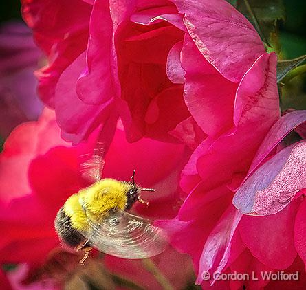 Bee In Flight_DSCF05053.jpg - Photographed at Smiths Falls, Ontario, Canada.